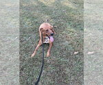 Small Photo #3 Mutt Puppy For Sale in Boston, MA, USA