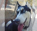 Small #5 Siberian Husky Mix