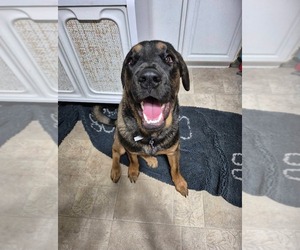Rottweiler-Unknown Mix Dogs for adoption in New London, WI, USA
