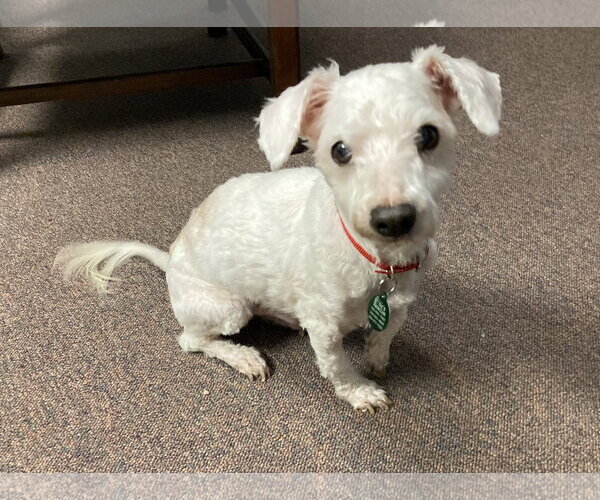 Medium Photo #13 Bichon Frise-Unknown Mix Puppy For Sale in Rootstown, OH, USA