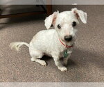 Small #12 Bichon Frise Mix