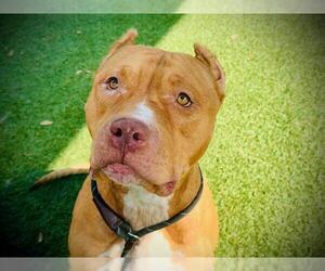 Medium American Pit Bull Terrier
