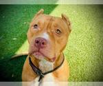Small American Pit Bull Terrier