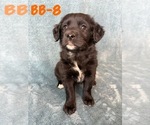 Puppy BB8 Golden Retriever-Miniature Australian Shepherd Mix