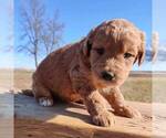 Small Photo #1 Goldendoodle-Poodle (Miniature) Mix Puppy For Sale in COLBY, WI, USA