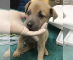 Small German Shepherd Dog Mix