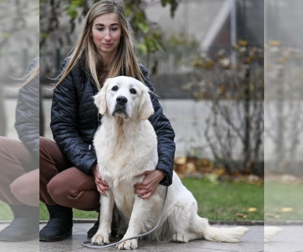 Medium Photo #1 English Cream Golden Retriever Puppy For Sale in ATOKA, TN, USA
