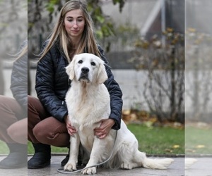 Mother of the English Cream Golden Retriever puppies born on 02/16/2025