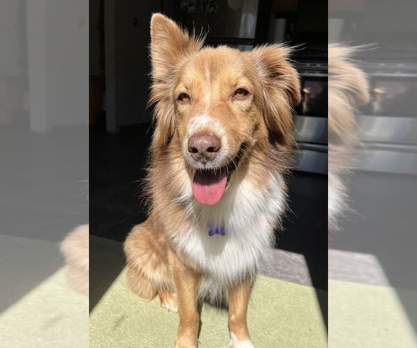 Medium Photo #13 Australian Shepherd Puppy For Sale in Oak Bluffs, MA, USA