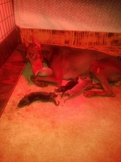 Mother of the Doberman Pinscher puppies born on 02/09/2019