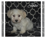 Small Photo #2 Havanese Puppy For Sale in SUGARCREEK, OH, USA