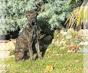 Mutt Dogs for adoption in Rowlett, TX, USA