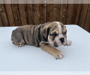 English Bulldog Puppy for sale in SAN ANTONIO, TX, USA