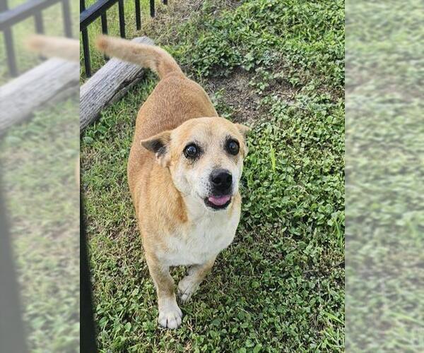Medium Photo #1 Mutt Puppy For Sale in San Antonio, TX, USA