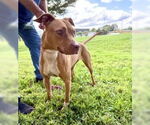 Small #1 American Pit Bull Terrier