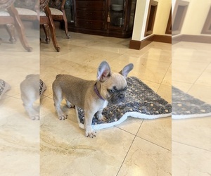 French Bulldog Puppy for sale in MIAMI, FL, USA