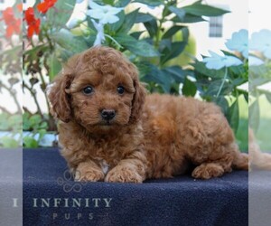 Goldendoodle (Miniature) Puppy for sale in EAST EARL, PA, USA