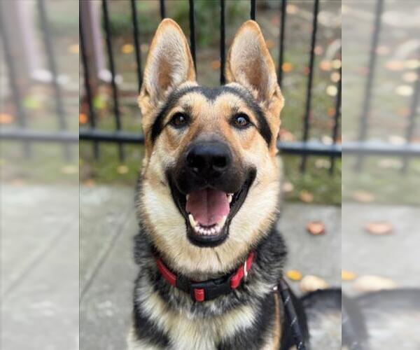 Medium Photo #3 German Shepherd Dog Puppy For Sale in Woodland, CA, USA