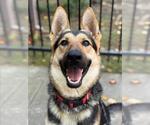 Small #2 German Shepherd Dog