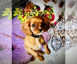 Small Photo #4 Cavalier King Charles Spaniel Puppy For Sale in BROOKLYN PARK, MN, USA