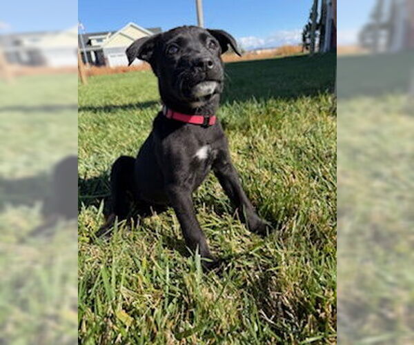 Medium Photo #2 Labrador Retriever-Unknown Mix Puppy For Sale in MIDWAY, UT, USA