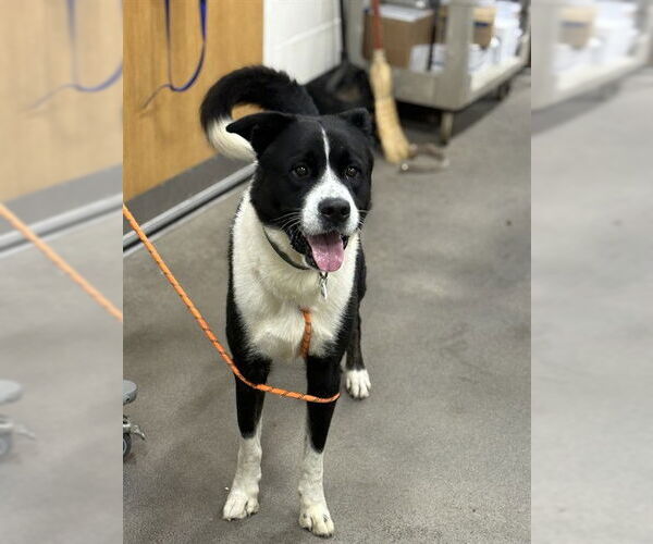 Medium Photo #1 Border Collie-Unknown Mix Puppy For Sale in Forestville, MD, USA