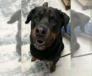 Rottweiler Dogs for adoption in Hillsboro, NH, USA