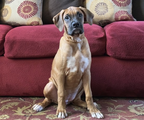 Medium Photo #1 Boxer Puppy For Sale in FONTANA, CA, USA