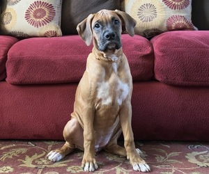 Boxer Puppy for Sale in FONTANA, California USA