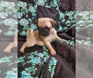 Pug Puppy for sale in GRACEVILLE, MN, USA