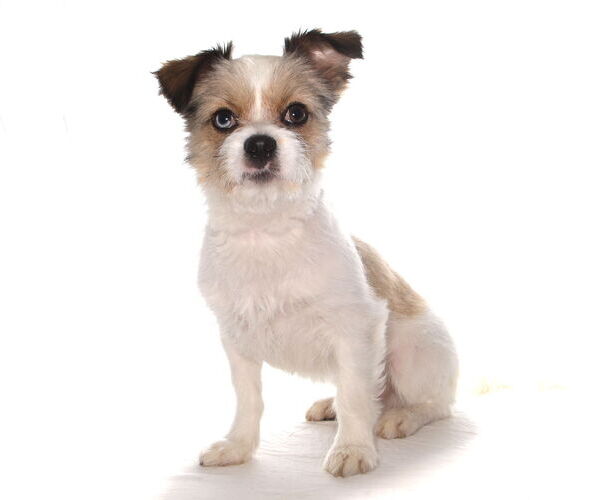 Medium Photo #5 ShiChi Puppy For Sale in Oakland Park, FL, USA