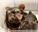 Small Photo #2 Yorkshire Terrier Puppy For Sale in HALLANDALE BEACH, FL, USA