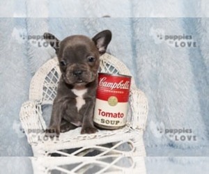 French Bulldog Puppy for sale in SANGER, TX, USA