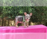Small #4 French Bulldog