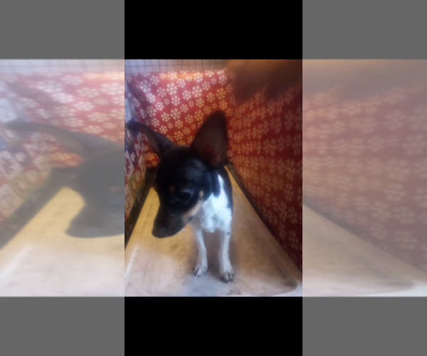 Medium Photo #6 Rat-Cha Puppy For Sale in TEMPERANCE, MI, USA