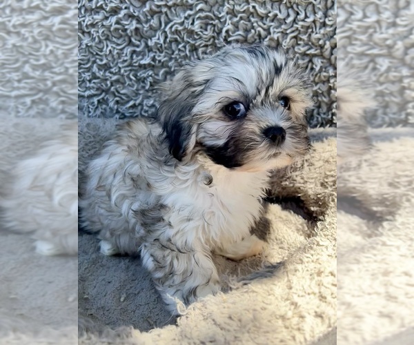 Medium Photo #35 Zuchon Puppy For Sale in RENO, NV, USA
