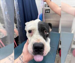 Bullboxer Pit Dogs for adoption in Mobile, AL, USA