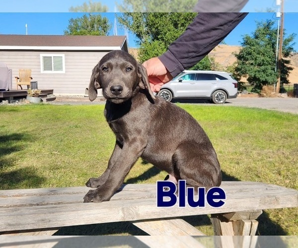 Medium Photo #1 Labrador Retriever Puppy For Sale in HAGERMAN, ID, USA