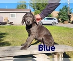 Puppy Dark Blue Labrador Retriever
