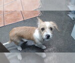 Small Mutt