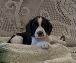 Small #3 English Springer Spaniel