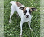 Small #1 Boston Terrier-Jack Russell Terrier Mix