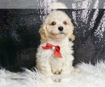 Puppy 5 Poodle (Toy)