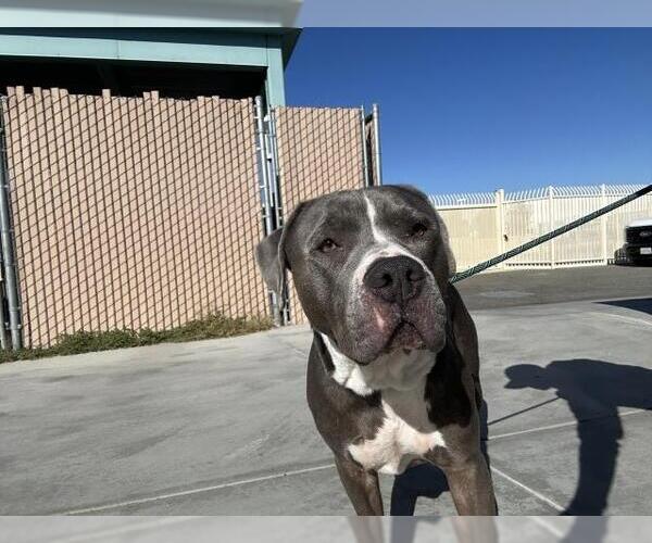Medium Photo #1 Mutt Puppy For Sale in Corona, CA, USA