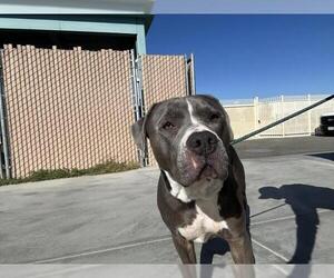 Mutt Dogs for adoption in Corona, CA, USA