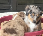Small #4 Miniature Australian Shepherd