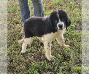Newfoundland-Saint Bernard Mix Puppy for sale in BERESFORD, SD, USA
