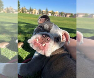 Bulldog Dogs for adoption in Lakewood, CO, USA