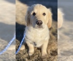 Small Photo #1 English Cream Golden Retriever Puppy For Sale in COLORADO SPRINGS, CO, USA