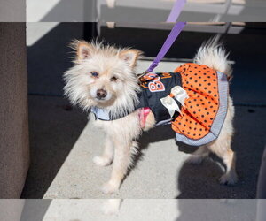 Mutt Dogs for adoption in Mundelein, IL, USA